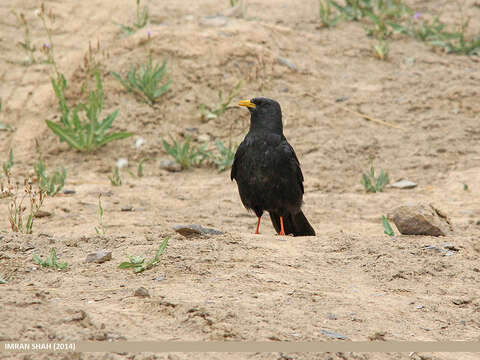 Image of Alpine Chough