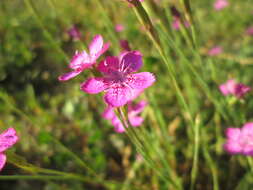 Image of maiden pink