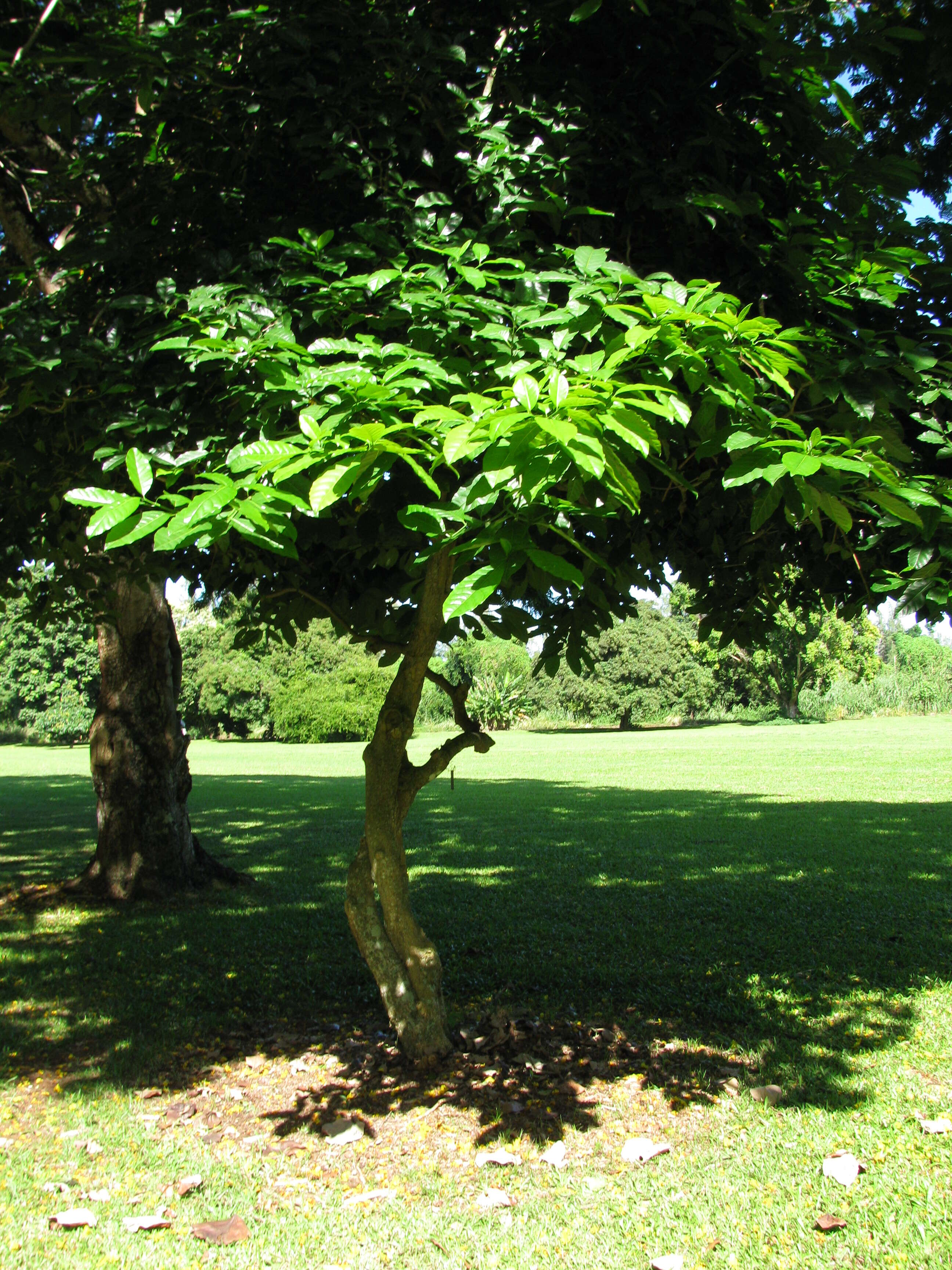 Image de Tabernaemontana pandacaqui Lam.