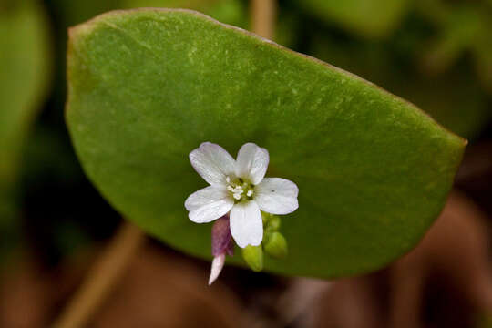 Image of miner's lettuce