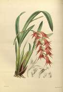 Image of Brassia aurantiaca (Lindl.) M. W. Chase