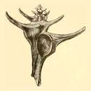 Sivun Calcitrapessa leeana (Dall 1890) kuva