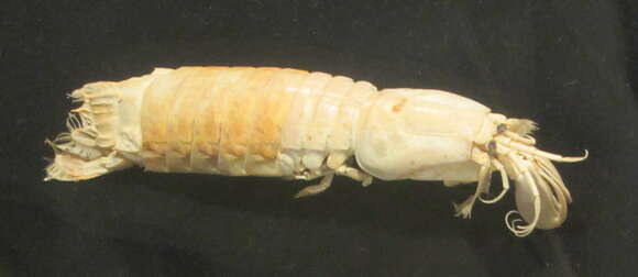 Image of Parasquilloidea Manning 1995