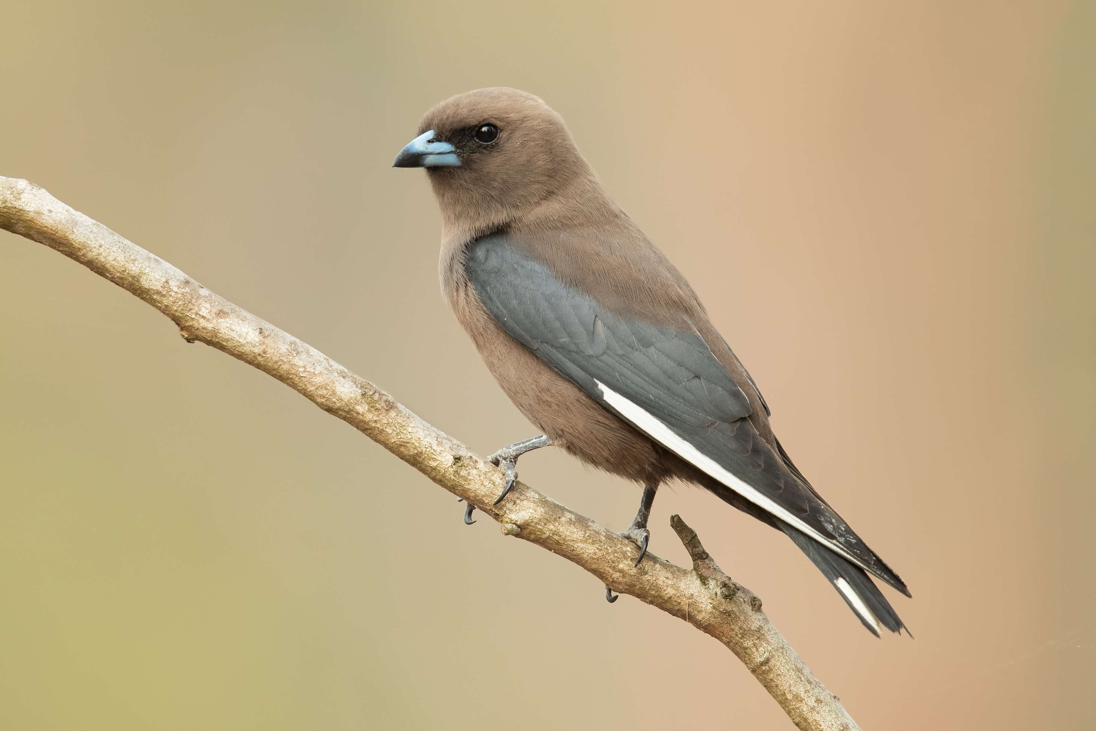 Image of Dusky Woodswallow