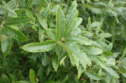 Image de Quercus salicifolia Née