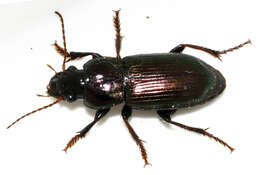 Image de Harpalus (Harpalus) distinguendus (Duftschmid 1812)