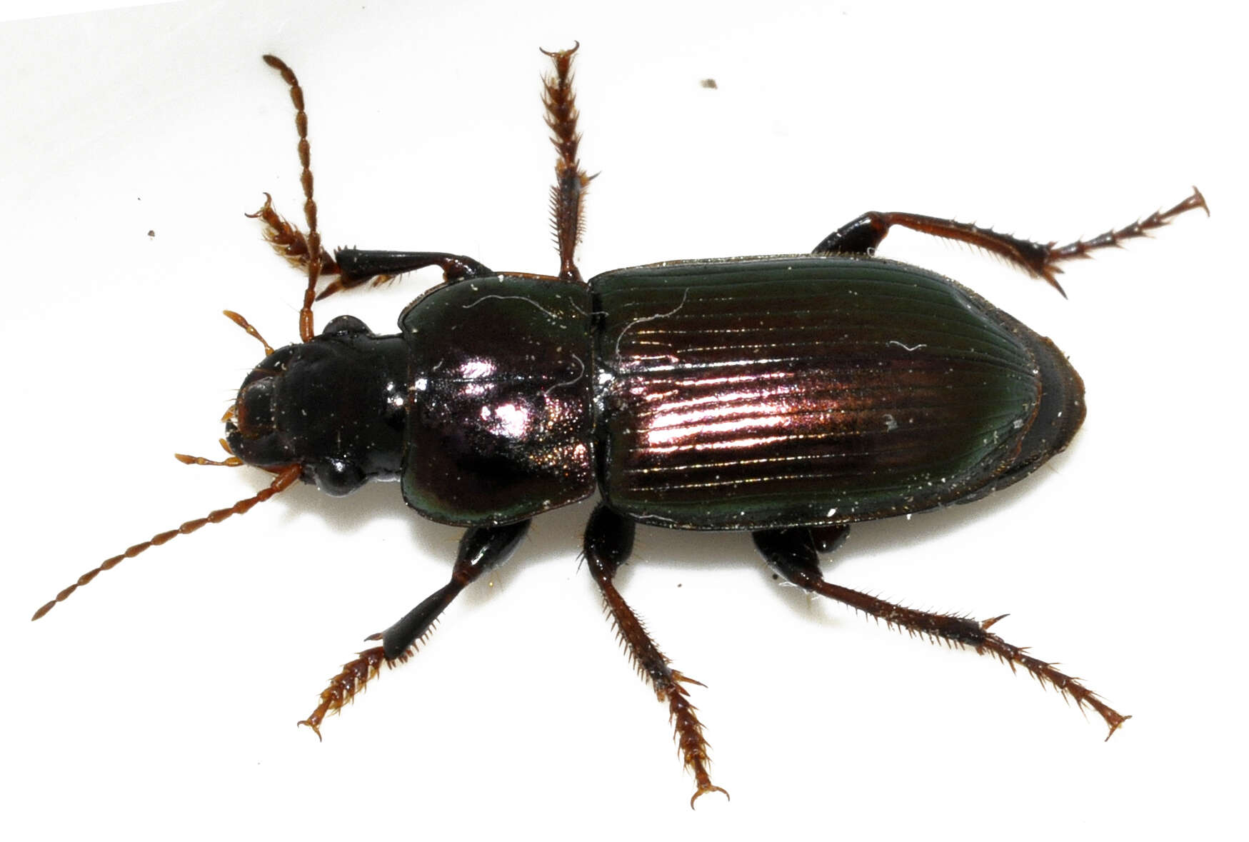 Image de Harpalus (Harpalus) distinguendus (Duftschmid 1812)