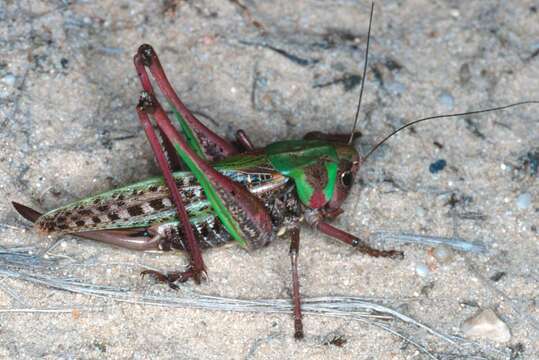 Image of Decticus