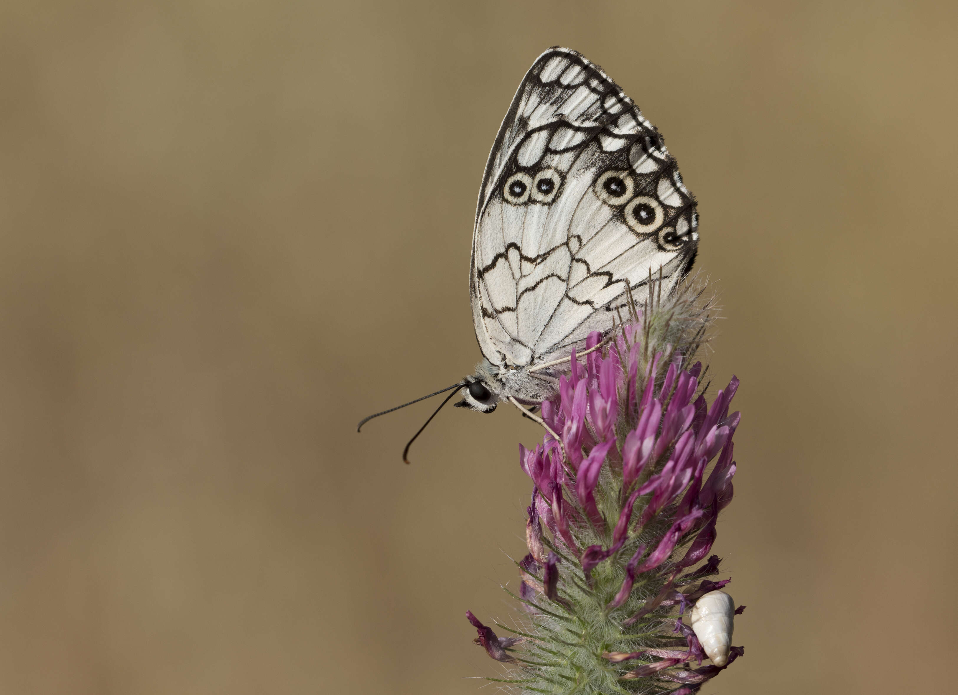 Image of Levantine Marbled White