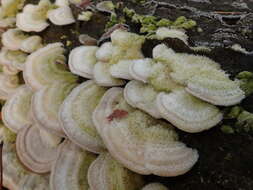 Image of Trametes hirsuta (Wulfen) Lloyd 1924