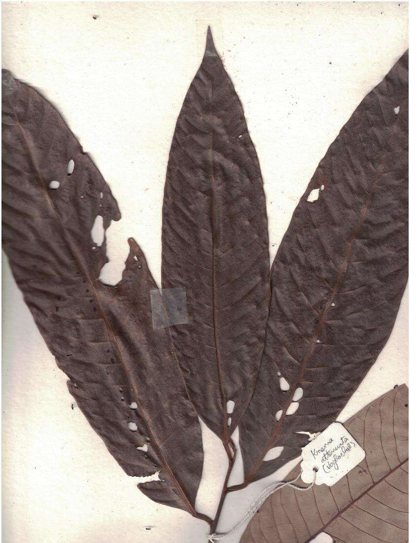 Image of Knema attenuata (Hook. fil. & Thoms.) Warb.