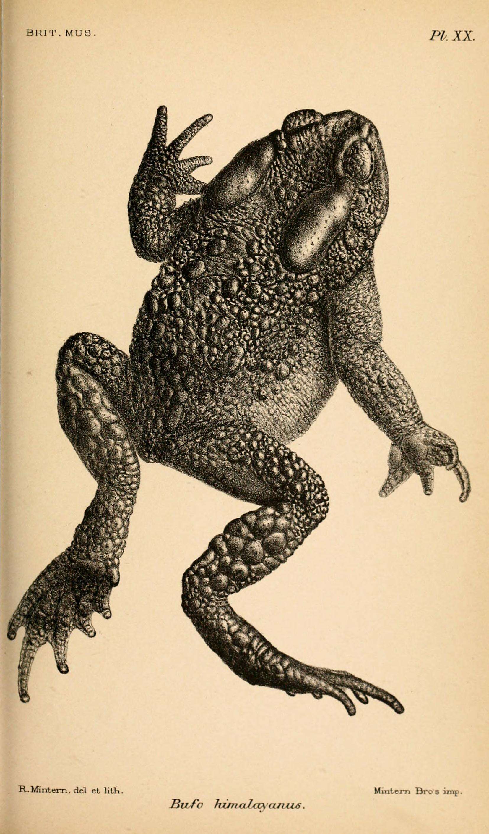 Image of Himalayan Toad