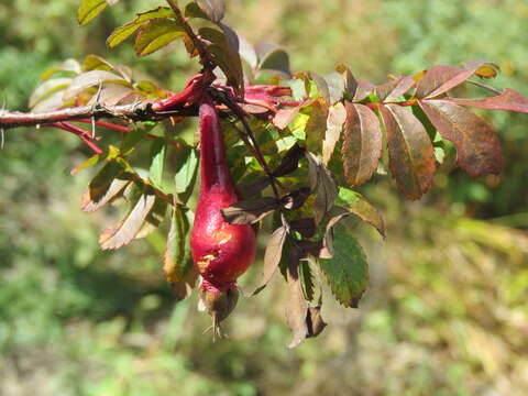 Rosa sericea Lindl. resmi