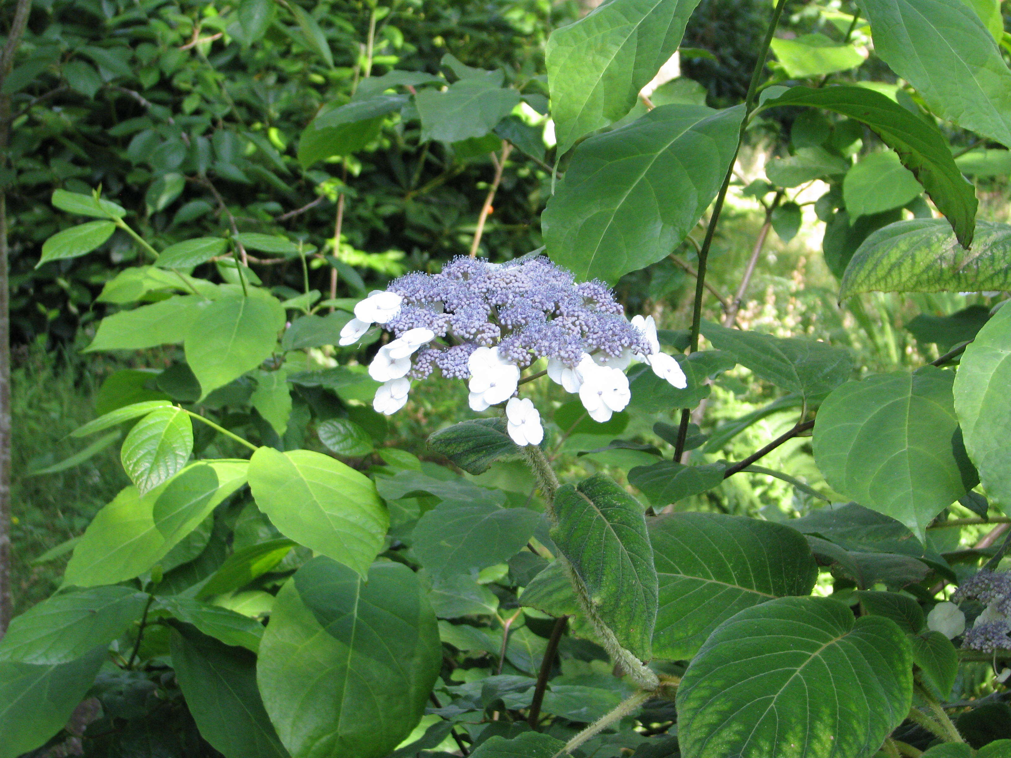 Image of Hydrangea aspera Buch.-Ham. ex D. Don