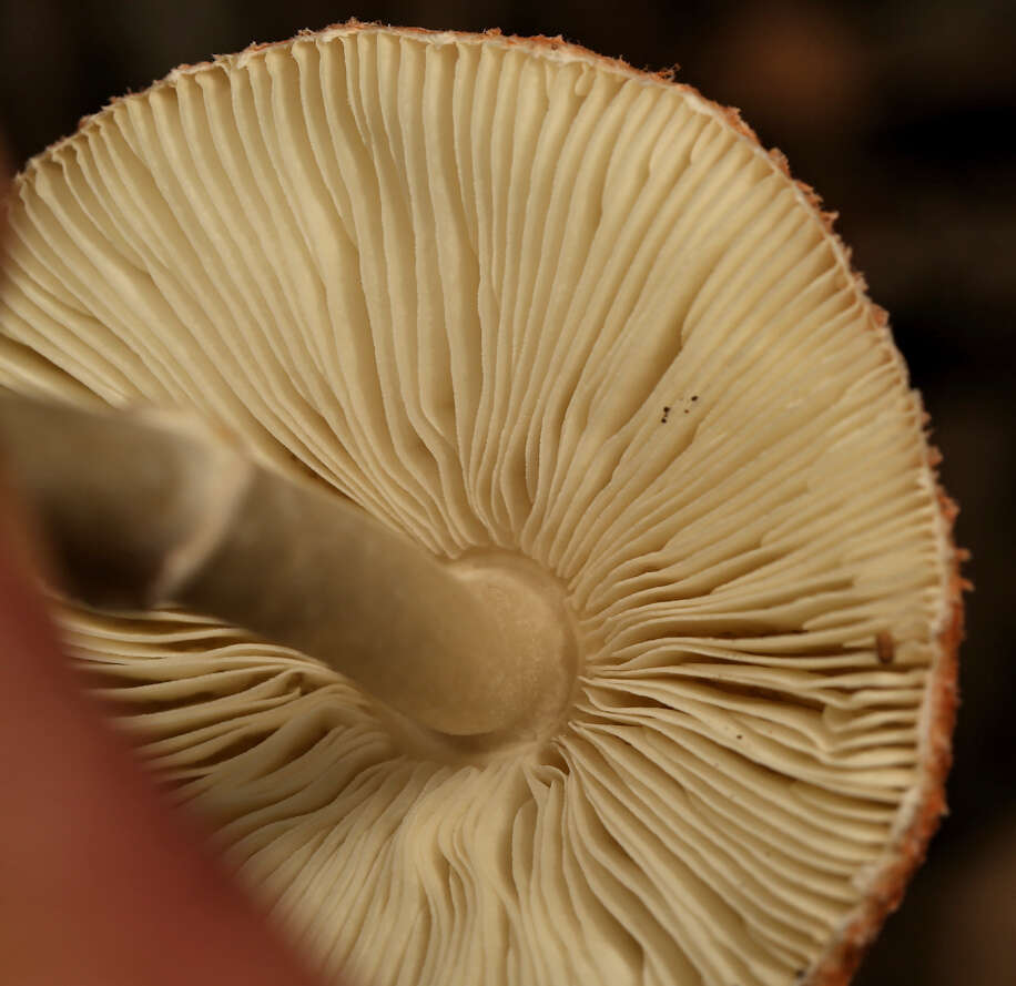 Leucoagaricus rubrotinctus (Peck) Singer 1948 resmi