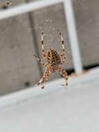 Image of Garden spider