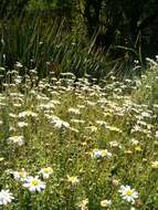 Image of Blue aster