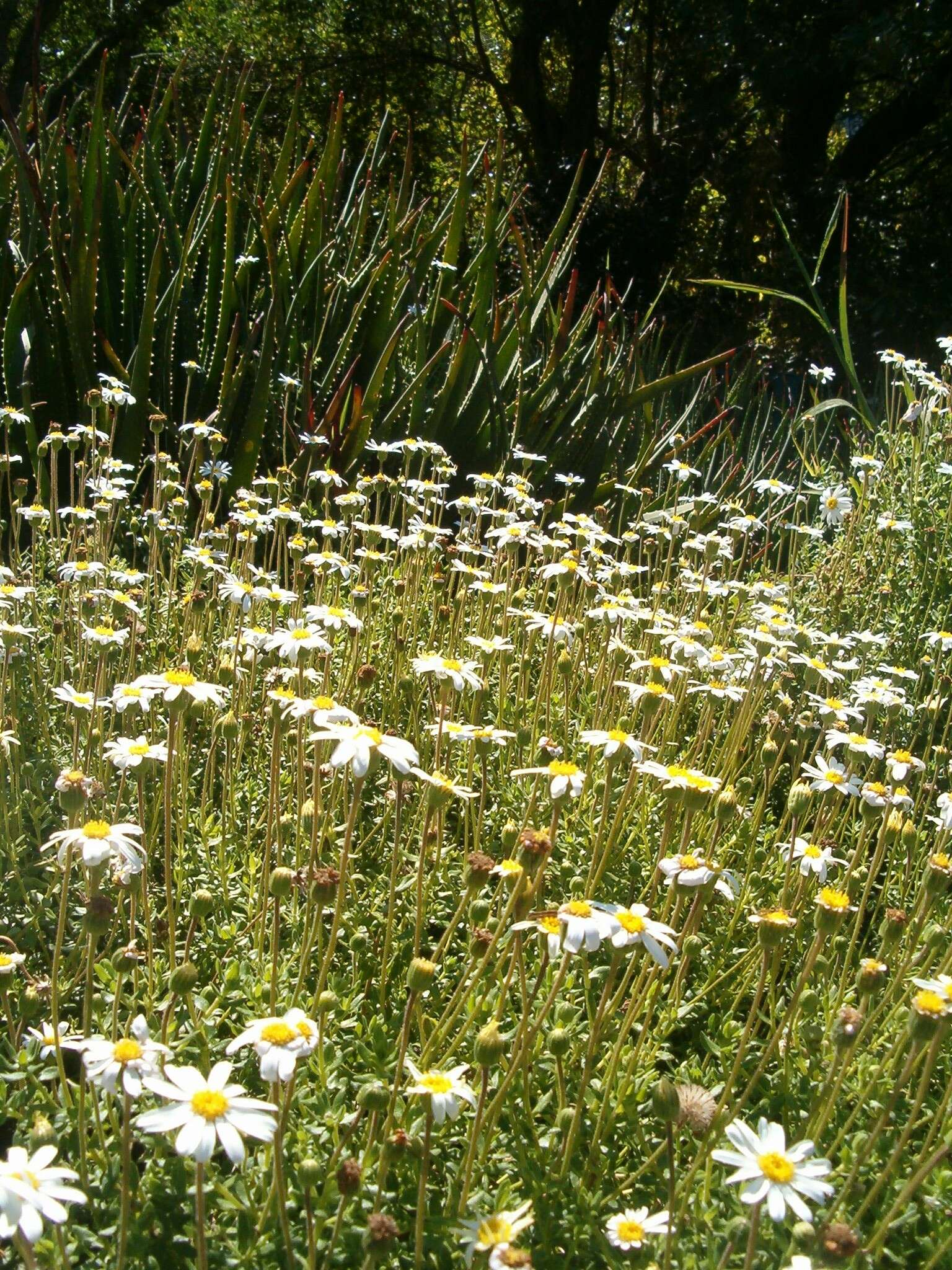 Image of Blue aster