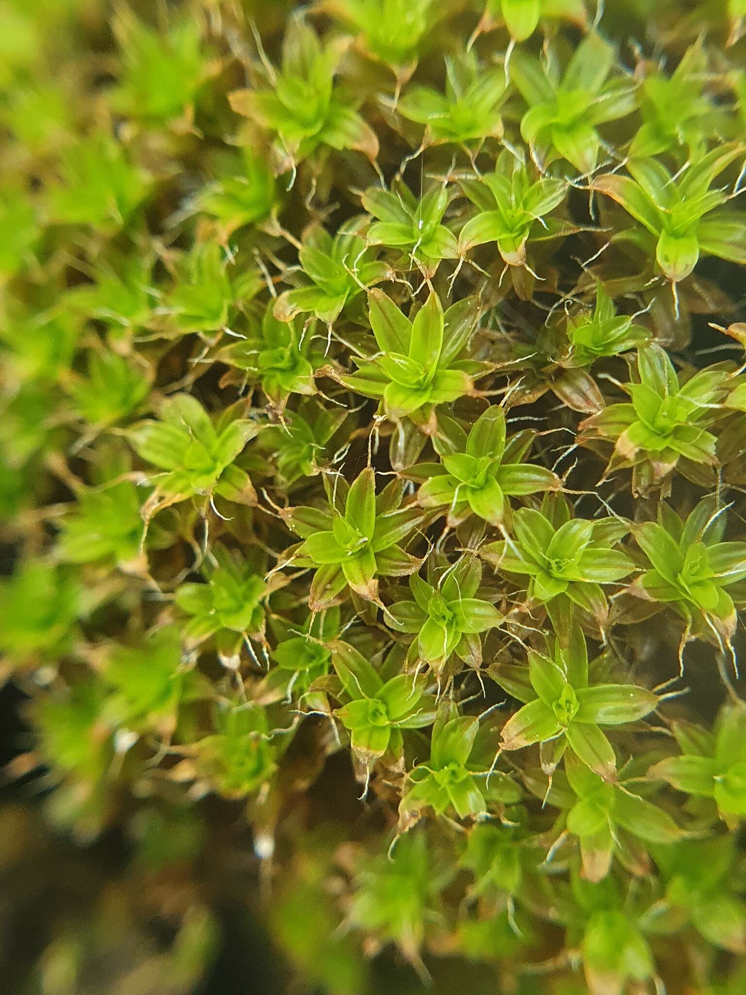 Image of great hairy screw-moss