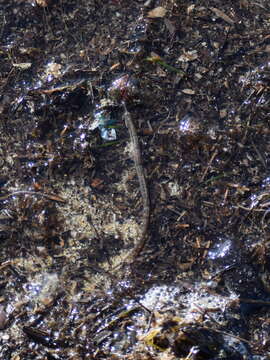 Image of Common Pipefish