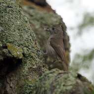 Image of Oak Titmouse