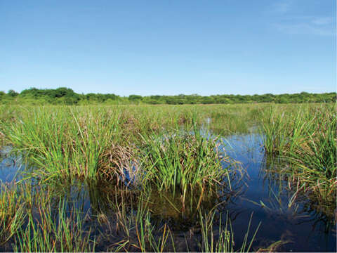 Imagem de Rhynchospora corymbosa (L.) Britton