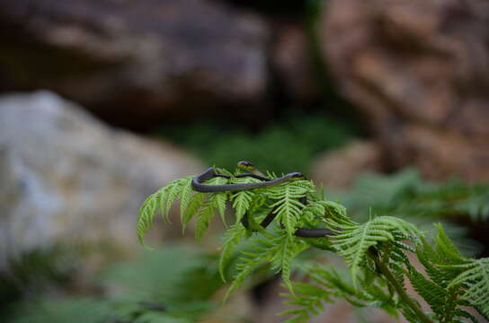 Image of Black Treesnake