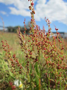 Image of Sheep's Sorrel