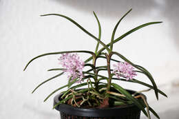 Image of Vanda christensoniana (Haager) L. M. Gardiner