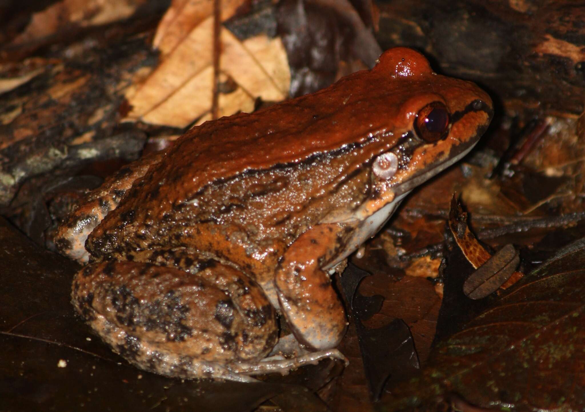 Image of Leptodactylinae Werner 1896