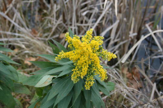 Imagem de Solidago altissima L.