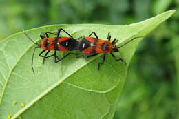 Image of Marsdenia volubilis (L. fil.) Cooke