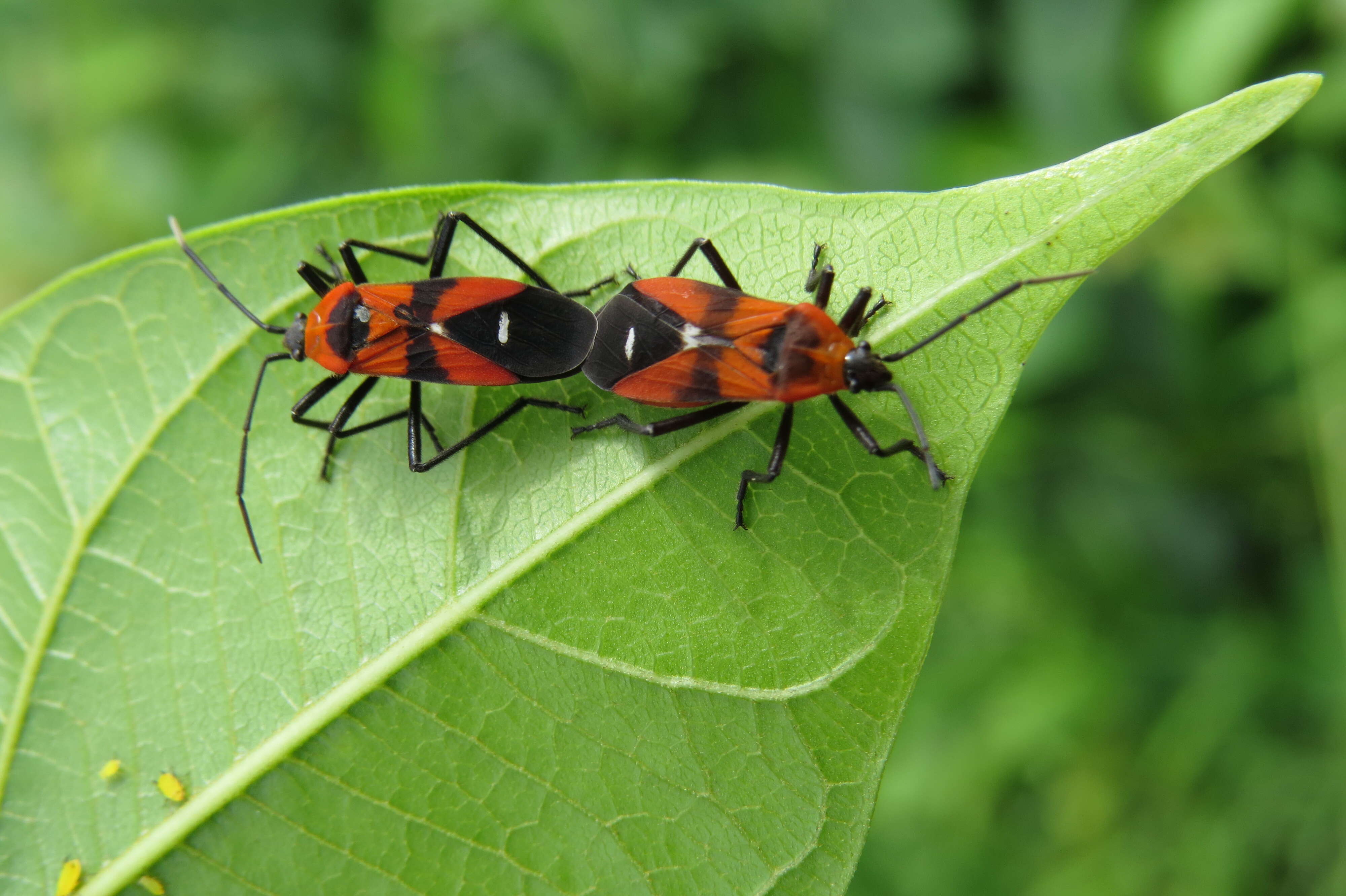 Image of Marsdenia volubilis (L. fil.) Cooke