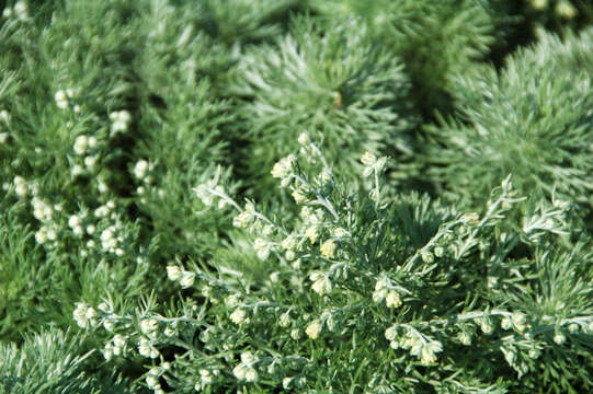 Image of Artemisia schmidtiana Maxim.