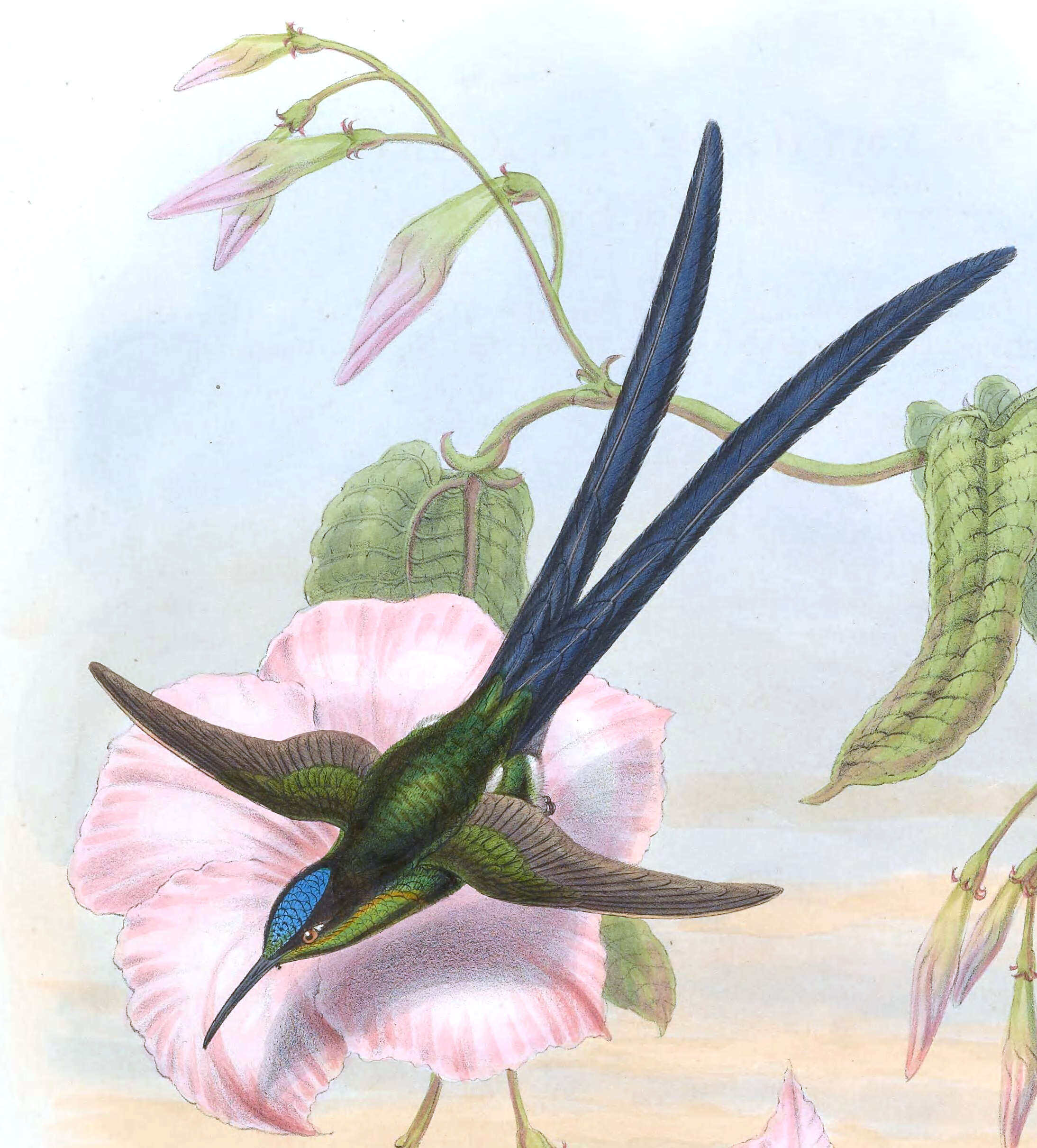 Image of Scissor-tailed Hummingbird