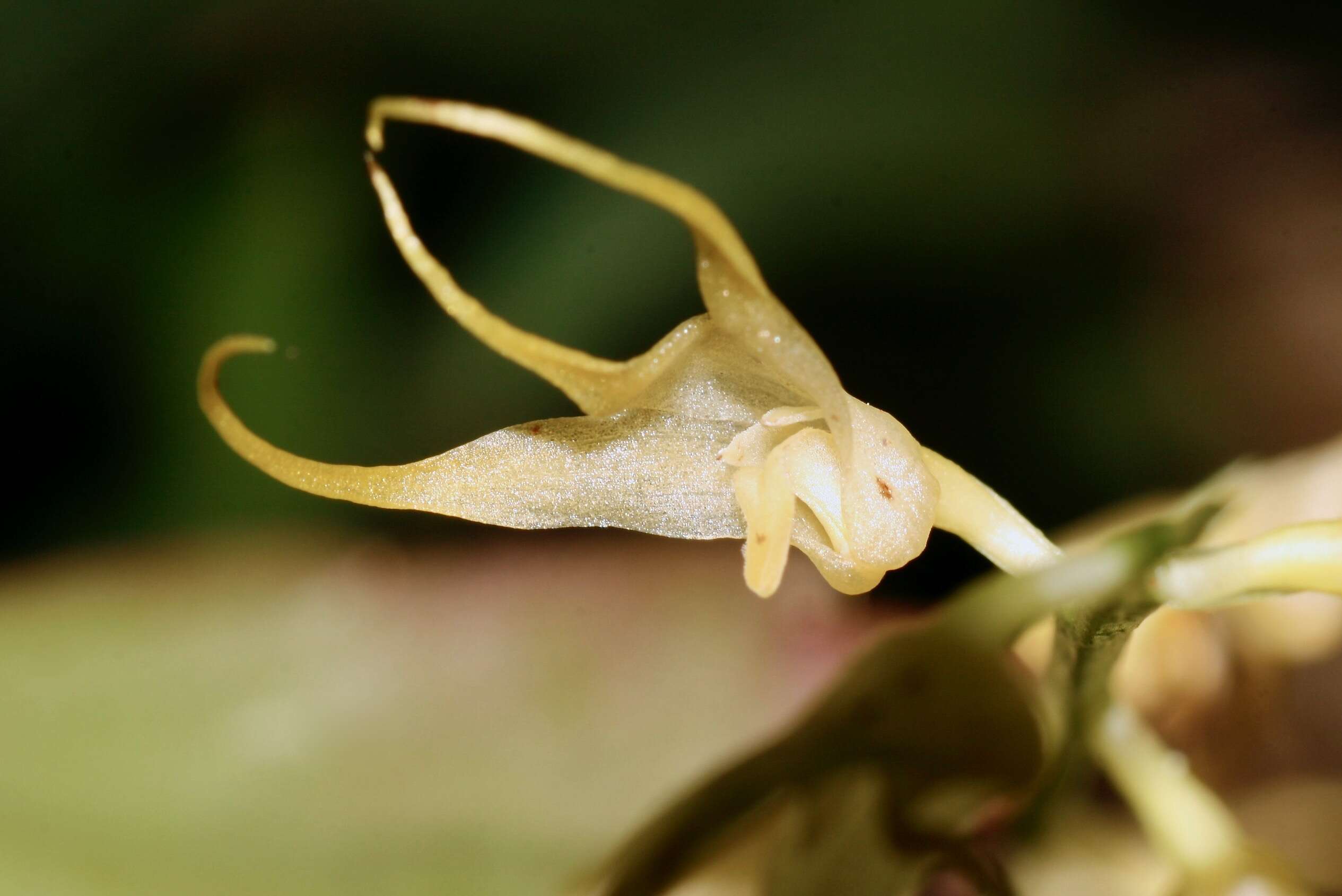 Image of Bulbophyllum flavescens (Blume) Lindl.