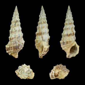 Image of Cerithium alucastrum (Brocchi 1814)