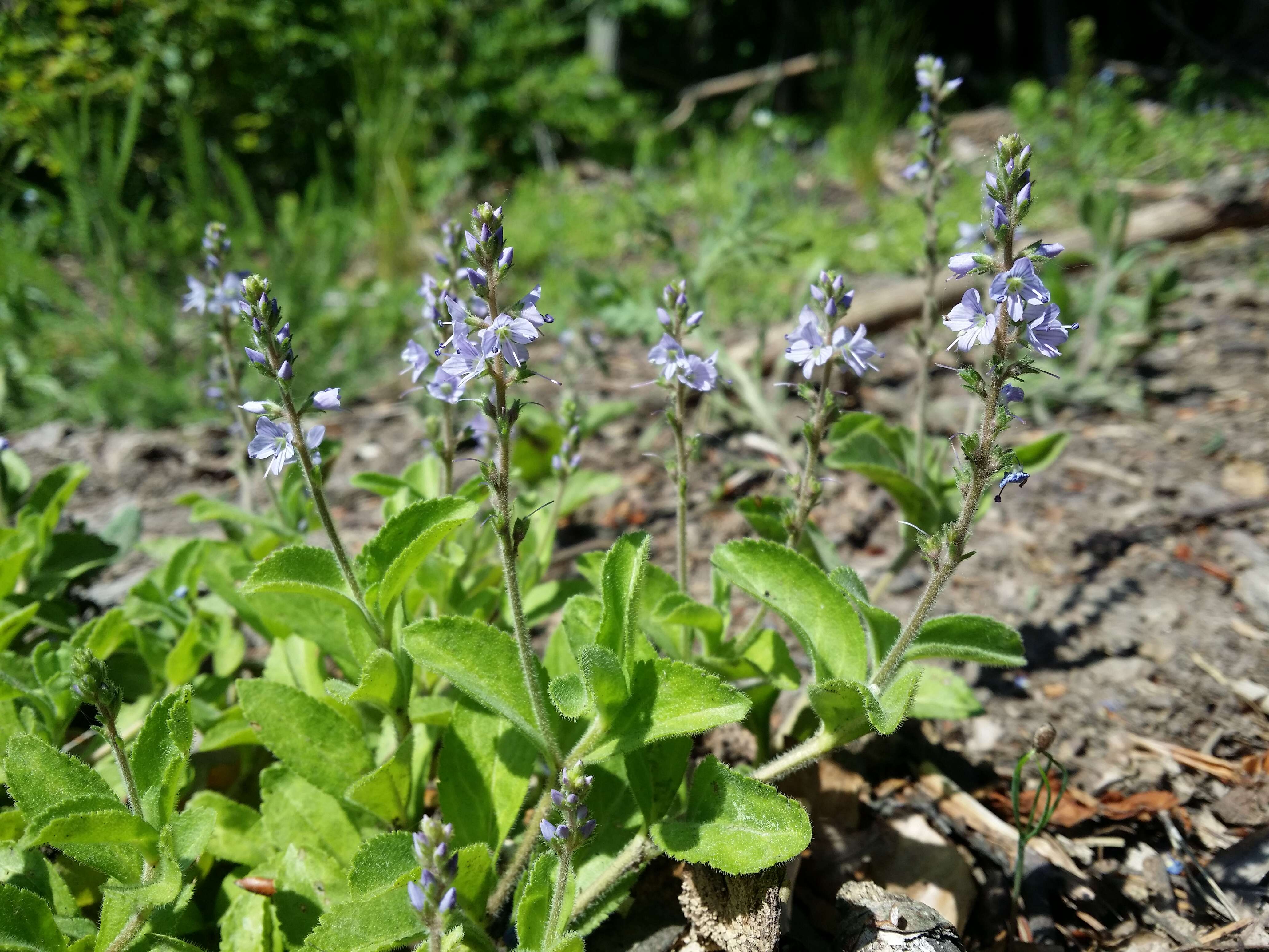 Image of Health Speedwell