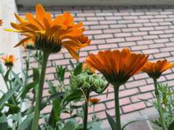 Image of Calendula suffruticosa Vahl