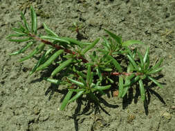 Image of Moss-rose Purslane