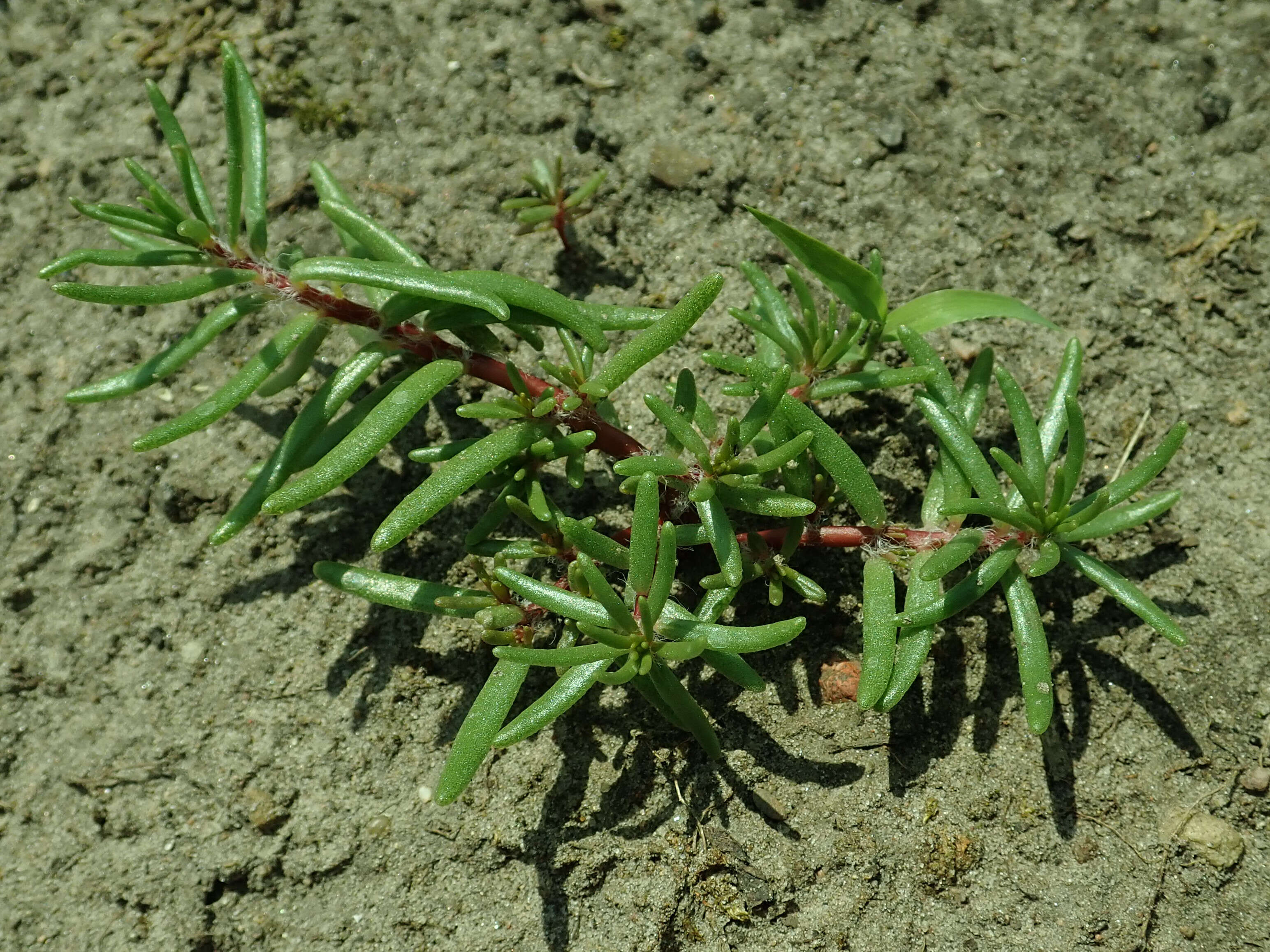 Image of Moss-rose Purslane