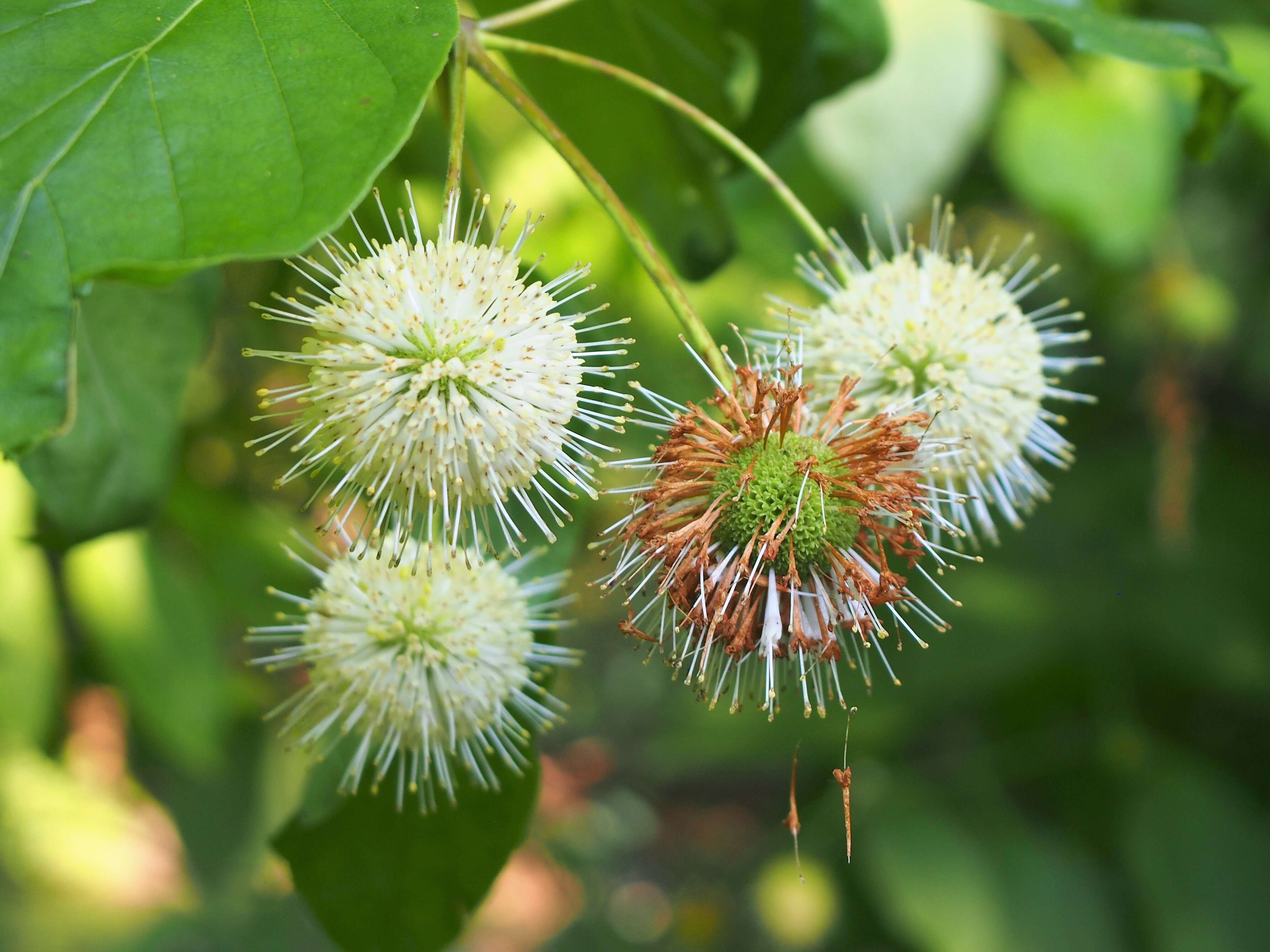 Image of common buttonbush