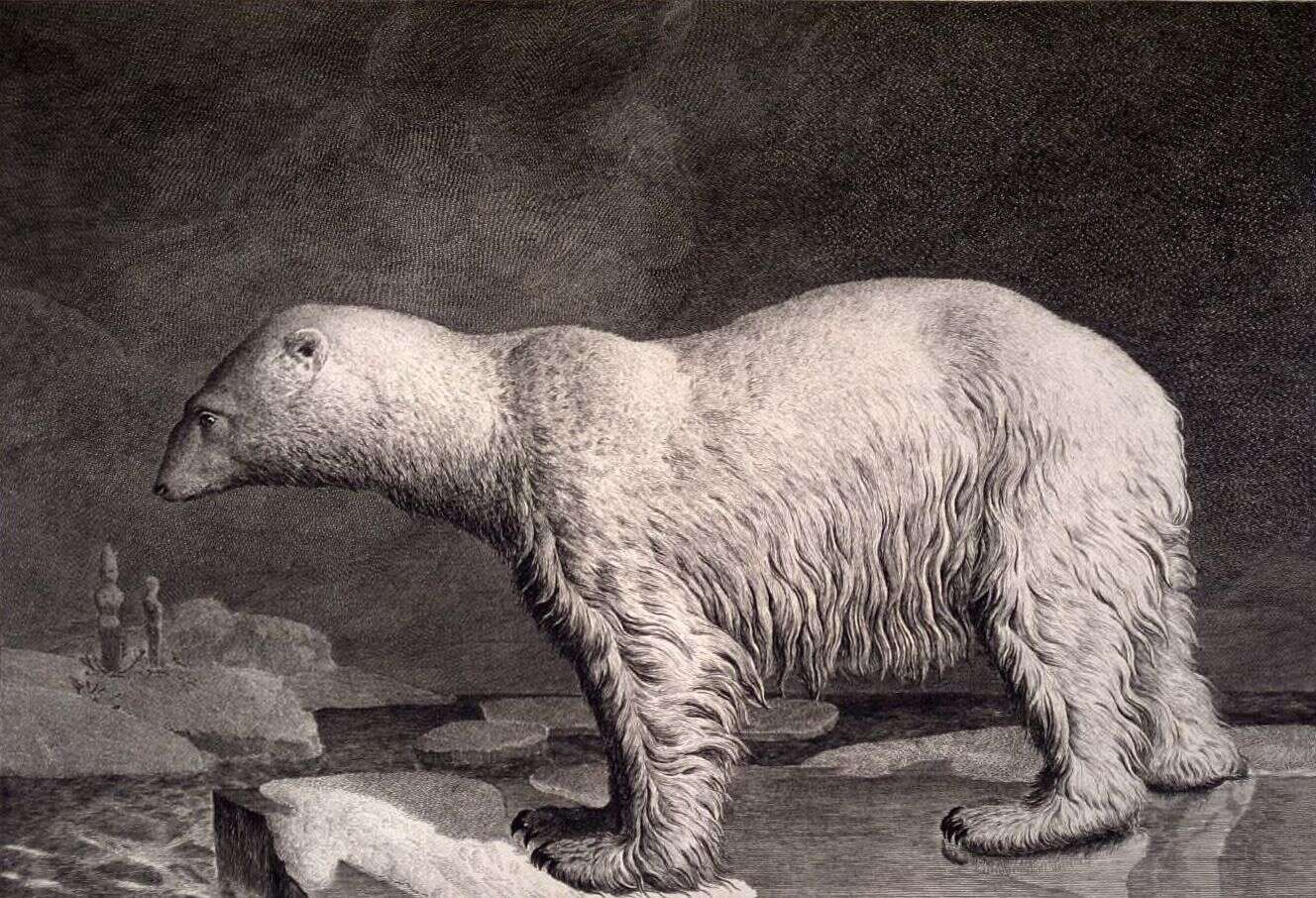 Image of polar bear