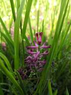 Image of Common Fumitory