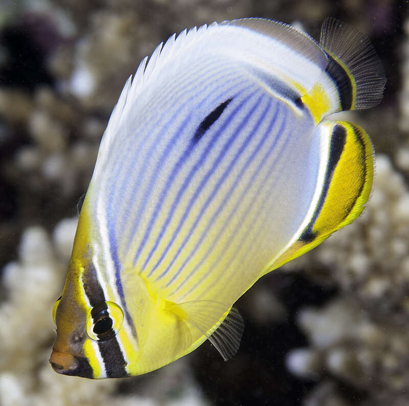 Image of Lineated Butterflyfish