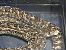 Image of Cuban Boa