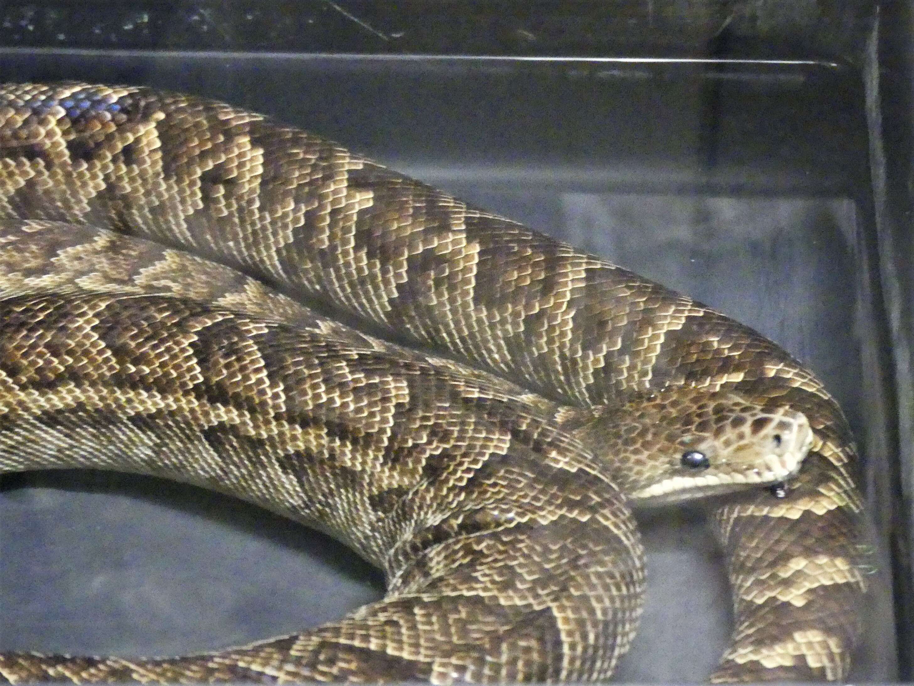 Image of Cuban Boa