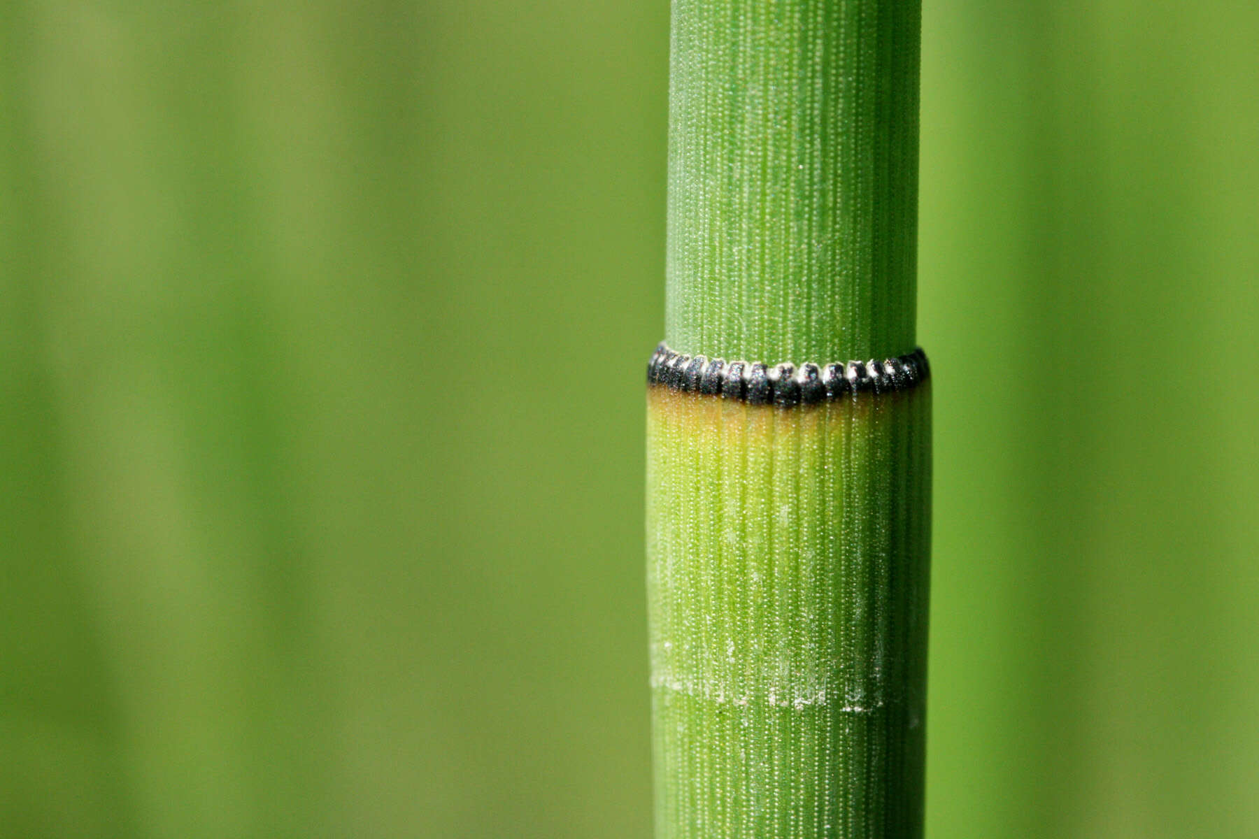 Image of smooth horsetail