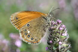 Plancia ëd Coenonympha glycerion