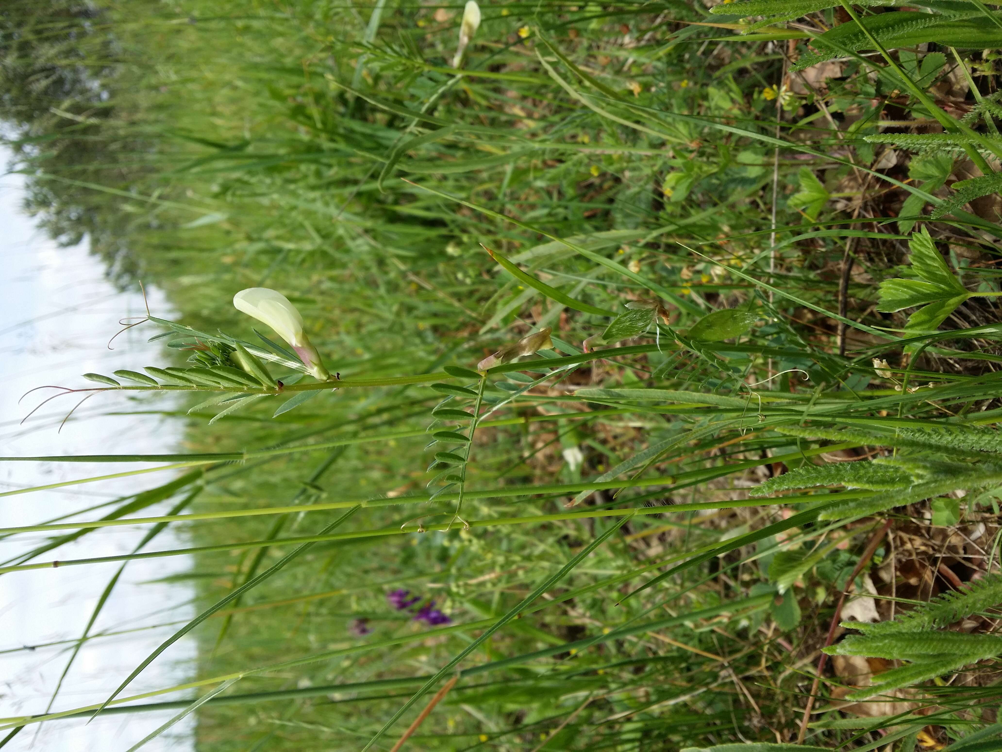 Image of smooth yellow vetch